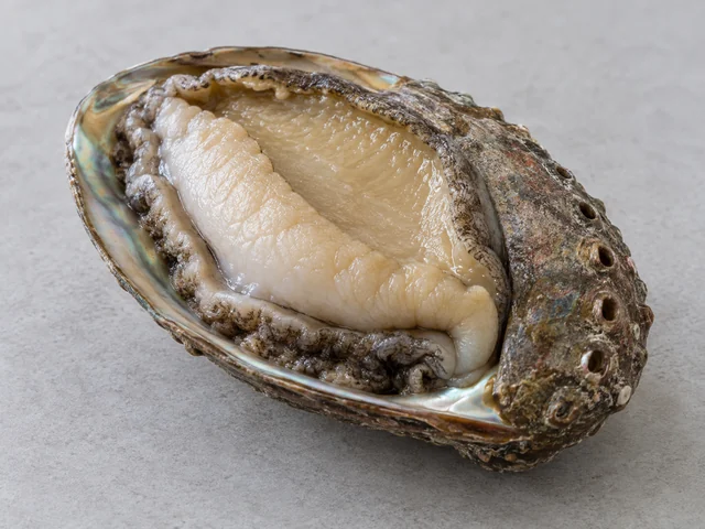 鮑魚辨認示意：單片耳形外殼；粗灰啡殼與淡色厚肉；殼邊有一列呼吸孔。