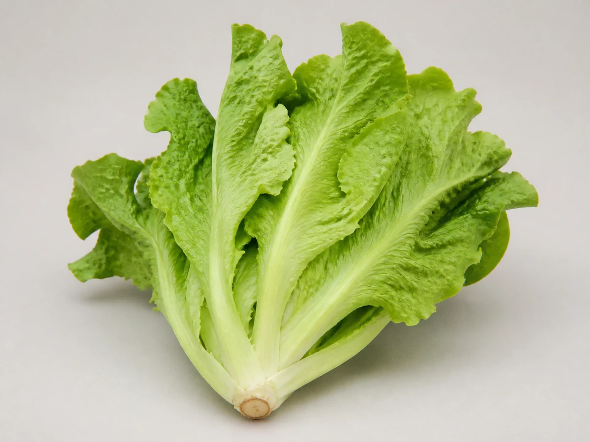 Chinese lettuce with an open head, soft green leaves and pale-green ribs
