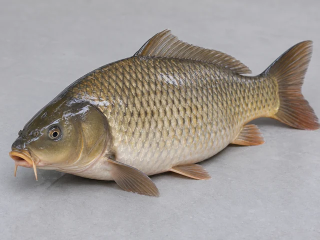 鯉魚辨認示意：粗厚魚身與長背鰭；金啡至銀灰色；大鱗片及嘴邊短鬚。