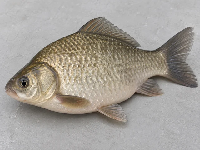 鯽魚辨認示意：高身側扁魚體；淡銀灰至金啡色；嘴旁沒有鯉魚式短鬚。