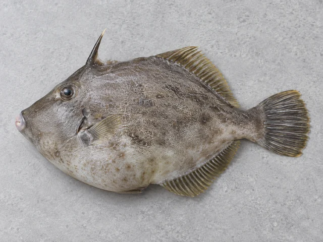 沙鯭辨認示意：側扁魚身有直立背棘；灰啡至帶斑色；粗糙皮膚及細小口。