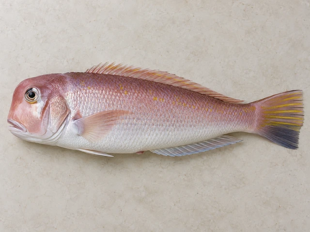 圖示為日本馬頭魚（Branchiostegus japonicus）: 修長側扁身體，前額陡降呈方頭; 眼後有白色三角斑; 粉紅魚身，尾鰭有黃色條紋.