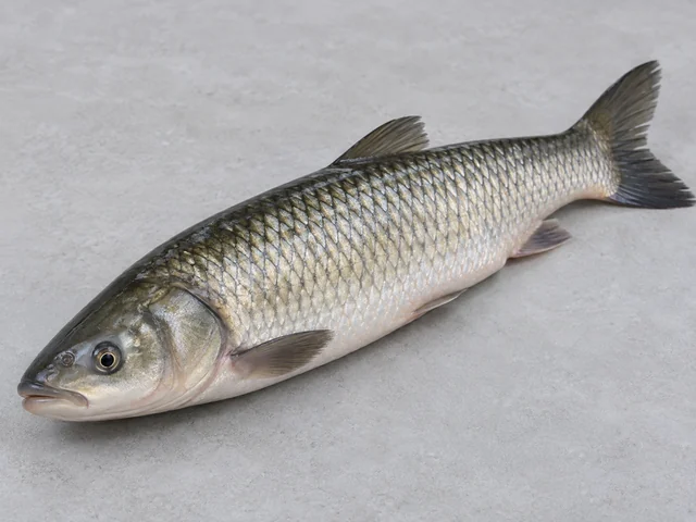 鯪魚辨認示意：修長銀灰魚身；背較深而腹較淡；口朝下且唇邊有角質。