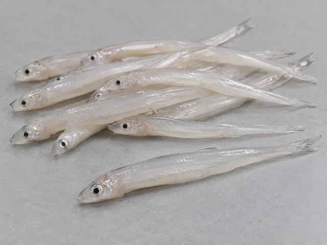 白飯魚辨認示意：細小幼長魚體；乳白半透明；鱗片不明顯而眼為細黑點。