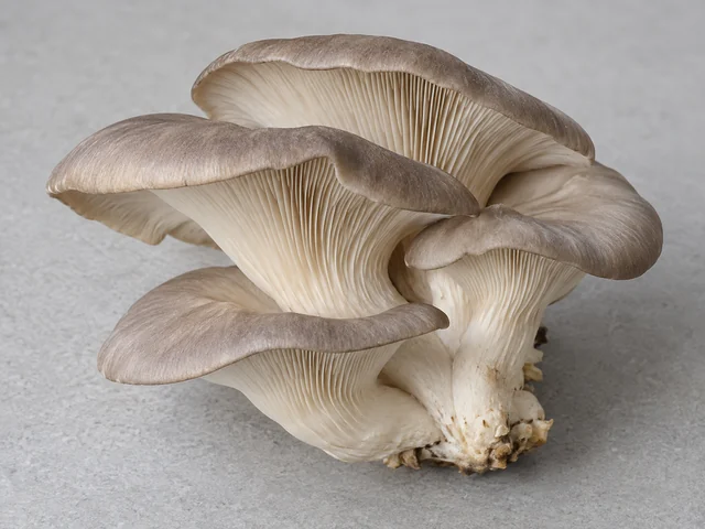 平菇辨認示意：扇形菌蓋層層伸展；灰啡至米白色；下方菌褶延伸至短偏心菌柄。