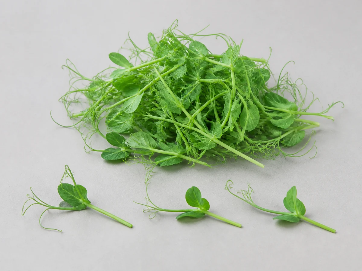 Fresh pea shoots showing tender vine tips, paired leaflets and curling tendrils