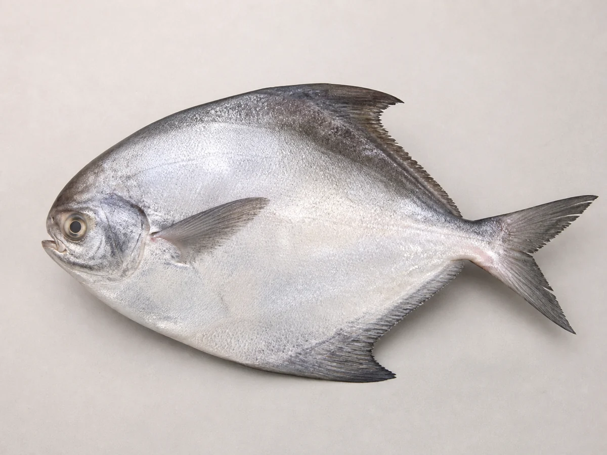一份完整生鮮倉魚(鯧魚/䱽魚),主要辨認特徵清楚可見
