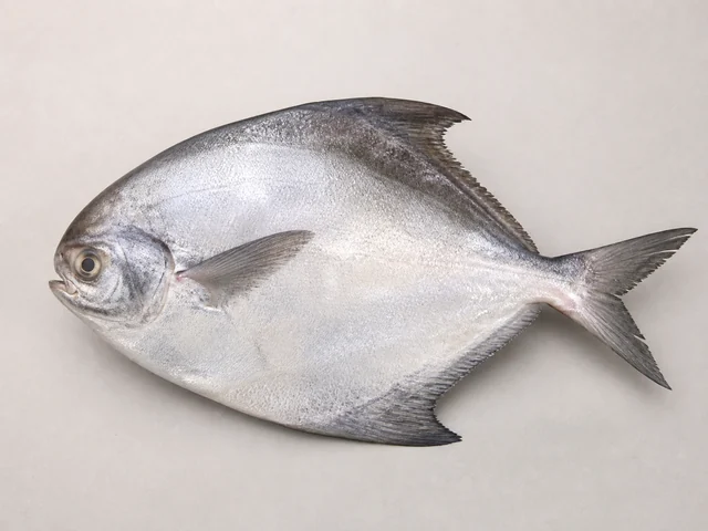 一份完整生鮮倉魚（鯧魚／䱽魚），主要辨認特徵清楚可見