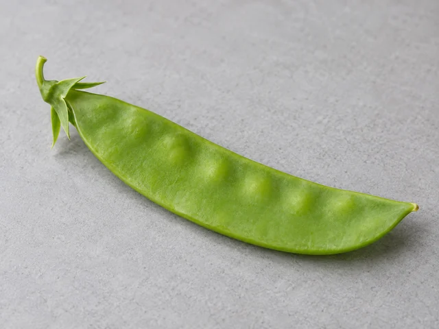 荷蘭豆辨認示意：寬薄扁平豆莢；淺至中綠色；莢內種子細小而未鼓起。