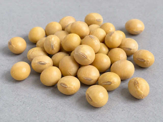 黃豆辨認示意：近圓形乾豆粒；淡黃色表皮；一側有狹長種臍。